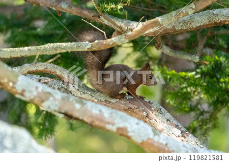 エゾリス 119821581