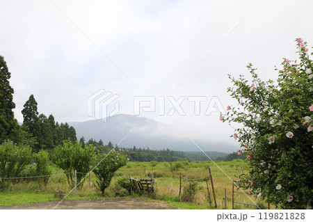This is a picture of flowers blooming beautifully in nature. This is a picture of flowers blooming beautifully in nature. 119821828