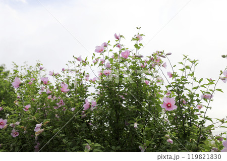 This is a picture of flowers blooming beautifully in nature. 119821830