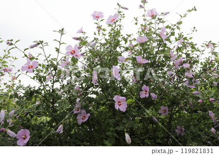 This is a picture of flowers blooming beautifully in nature. This is a picture of flowers blooming beautifully in nature. 119821831