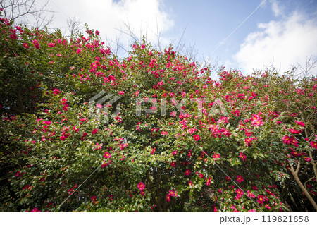 This is a picture of flowers blooming beautifully in nature. This is a picture of flowers blooming beautifully in nature. 119821858