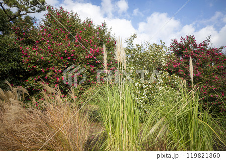 This is a picture of flowers blooming beautifully in nature. 119821860