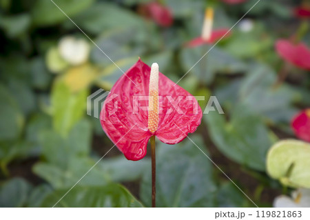 This is a picture of flowers blooming beautifully in nature. This is a picture of flowers blooming beautifully in nature. 119821863