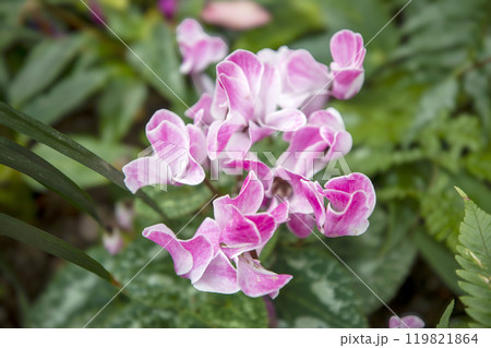 This is a picture of flowers blooming beautifully in nature. 119821864