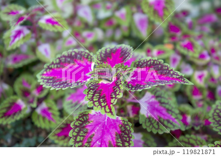 This is a picture of flowers blooming beautifully in nature. This is a picture of flowers blooming beautifully in nature. 119821871