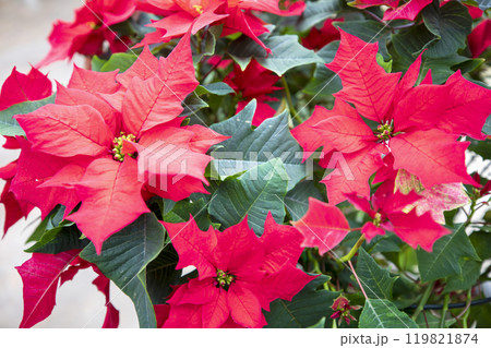This is a picture of flowers blooming beautifully in nature. This is a picture of flowers blooming beautifully in nature. 119821874