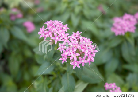 This is a picture of flowers blooming beautifully in nature. This is a picture of flowers blooming beautifully in nature. 119821875