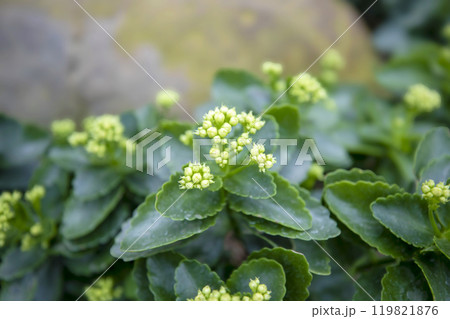 This is a picture of flowers blooming beautifully in nature. 119821876