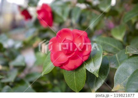 This is a picture of flowers blooming beautifully in nature. This is a picture of flowers blooming beautifully in nature. 119821877