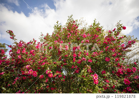 This is a picture of flowers blooming beautifully in nature. This is a picture of flowers blooming beautifully in nature. 119821878
