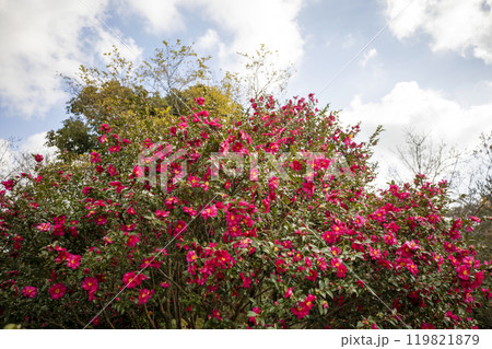 This is a picture of flowers blooming beautifully in nature. This is a picture of flowers blooming beautifully in nature. 119821879
