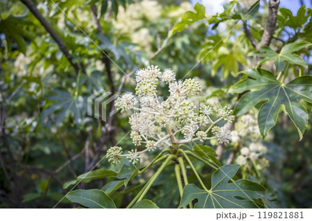 This is a picture of flowers blooming beautifully in nature. This is a picture of flowers blooming beautifully in nature. 119821881