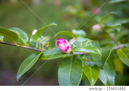 This is a picture of flowers blooming beautifully in nature. This is a picture of flowers blooming beautifully in nature. 119821882