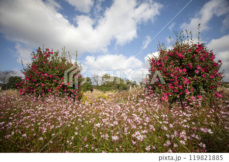 This is a picture of flowers blooming beautifully in nature. This is a picture of flowers blooming beautifully in nature. 119821885