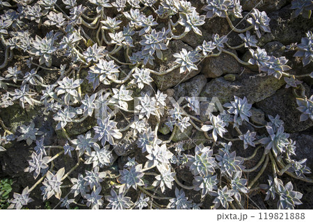 This is a picture of flowers blooming beautifully in nature. This is a picture of flowers blooming beautifully in nature. 119821888