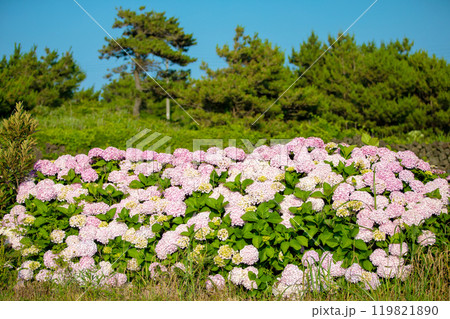 This is a picture of flowers blooming beautifully in nature. This is a picture of flowers blooming beautifully in nature. 119821890