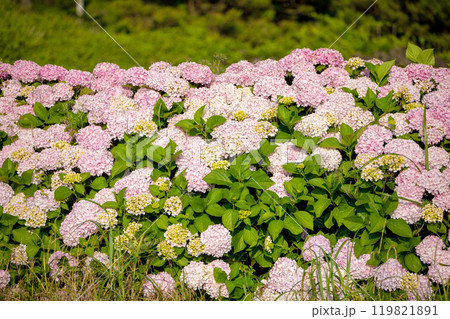 This is a picture of flowers blooming beautifully in nature. 119821891
