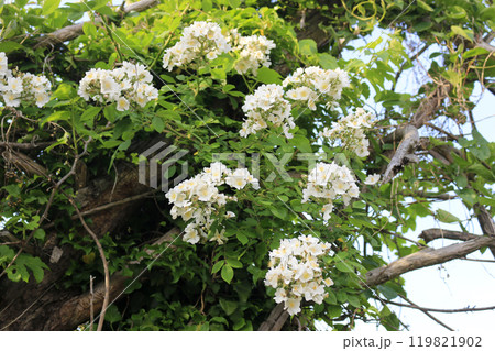 This is a picture of flowers blooming beautifully in nature. This is a picture of flowers blooming beautifully in nature. 119821902