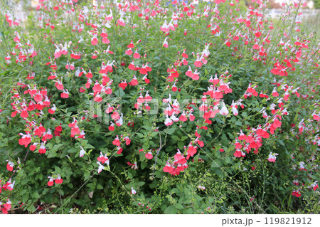 This is a picture of flowers blooming beautifully in nature. This is a picture of flowers blooming beautifully in nature. 119821912