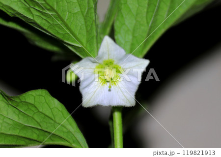 This is a picture of flowers blooming beautifully in nature. This is a picture of flowers blooming beautifully in nature. 119821913
