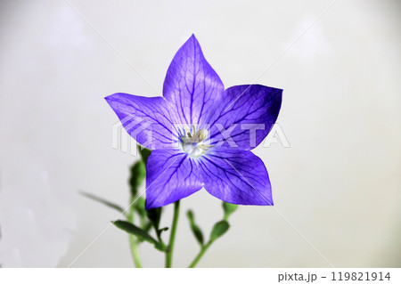 This is a picture of flowers blooming beautifully in nature. This is a picture of flowers blooming beautifully in nature. 119821914