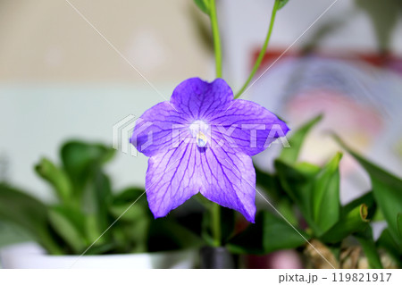 This is a picture of flowers blooming beautifully in nature. 119821917