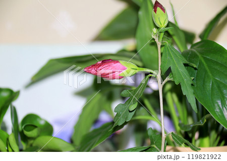 This is a picture of flowers blooming beautifully in nature. This is a picture of flowers blooming beautifully in nature. 119821922