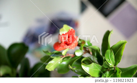 This is a picture of flowers blooming beautifully in nature. 119821923