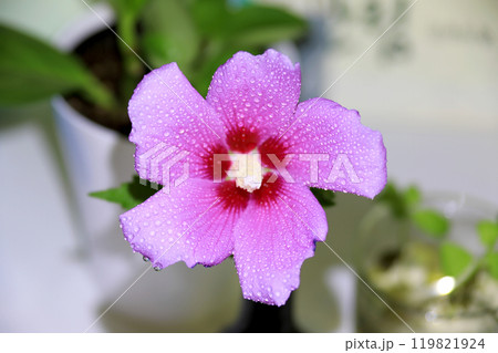 This is a picture of flowers blooming beautifully in nature. This is a picture of flowers blooming beautifully in nature. 119821924