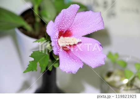 This is a picture of flowers blooming beautifully in nature. This is a picture of flowers blooming beautifully in nature. 119821925