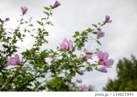 This is a picture of flowers blooming beautifully in nature. 119821945