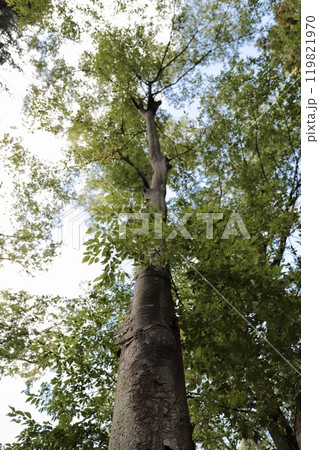 公園に生えている欅の木 119821970