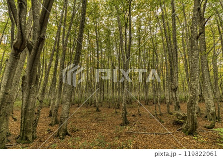 秋のブナの原生林 秋のブナの原生林 119822061