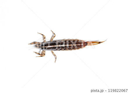 前肢の鰓が特徴的なチラカゲロウ 前肢の鰓が特徴的なチラカゲロウ 119822067