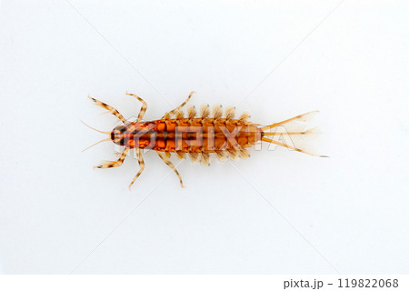 前肢の鰓が特徴的なチラカゲロウ 119822068