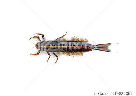 前肢の鰓が特徴的なチラカゲロウ 119822069