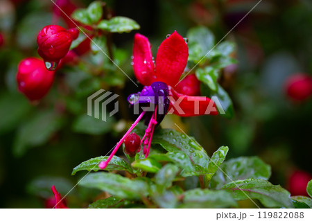 Dwarf fuchsias small purplish-pink inflorescences bell-shaped flowers after rain Dwarf fuchsias small purplish-pink inflorescences bell-shaped flowers after rain 119822088