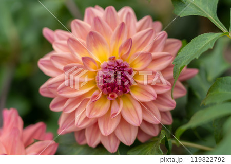 ピンクと黄色のグラデーションが鮮やかなダリアの花 ピンクと黄色のグラデーションが鮮やかなダリアの花 119822792