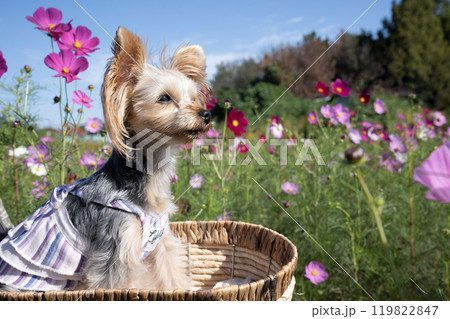青空とコスモス畑とヨークシャテリア 青空とコスモス畑とヨークシャテリア 119822847