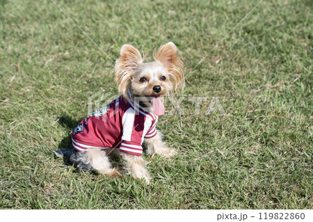 微笑むヨークシャテリア 微笑むヨークシャテリア 119822860