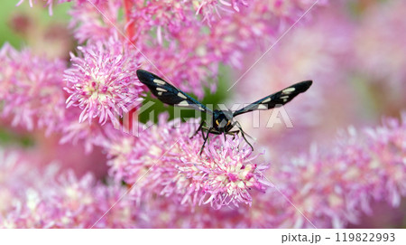 Insect Pseudo-motley common or black-bearded false moth (Amata phegea) - a butterfly from the subfamily of the bear in the family Erebids - on the flower of the plant Astilba chinensis 119822993