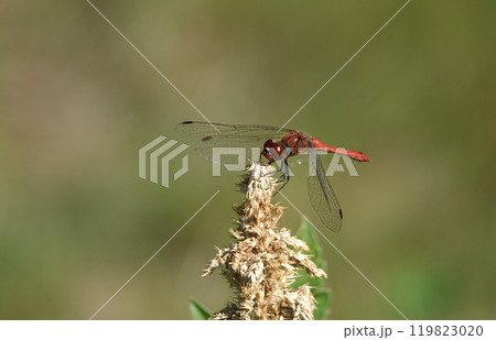 Dragonfly Saffron red living in the Ukrainian forests Dragonfly Saffron red living in the Ukrainian forests 119823020