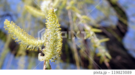 Babylonian willow tree flowering in spring with fluffy seeds Babylonian willow tree flowering in spring with fluffy seeds 119823089
