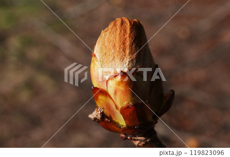In the spring, the buds of a chestnut tree bloom 119823096