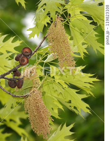 In spring, seed brushes grow on oak branches In spring, seed brushes grow on oak branches 119823108