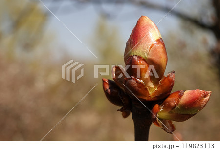 In spring, chestnut leaves bloom from the buds. In spring, chestnut leaves bloom from the buds. 119823113