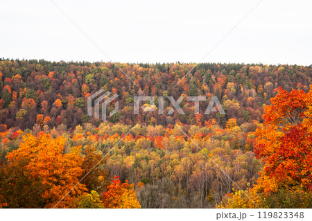 Beautiful orange and red autumn forest, many trees Beautiful orange and red autumn forest, many trees 119823348