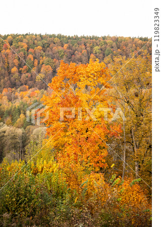 Autumn landscape with colorful forest. Maples, birches and other deciduous trees 119823349