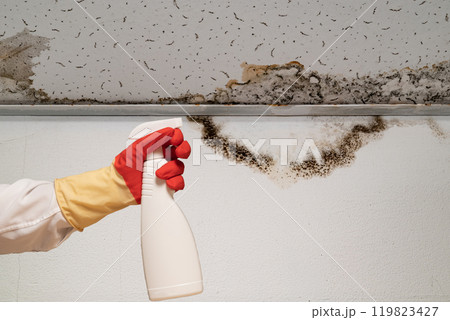 Human found mold on wall , in your residential building after renovation Human found mold on wall , in your residential building after renovation 119823427
