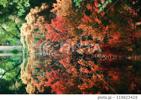水面に映る紅葉 119823428